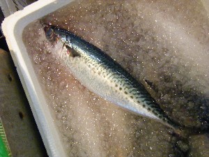 20080712-�{���̔����ł�-_37