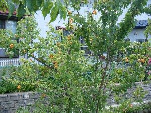 20080712-�{���̔����ł�-_54