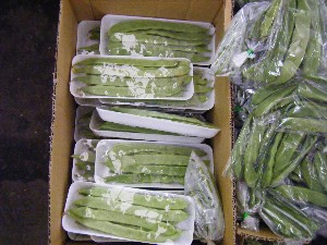 20080712-�{���̔����ł�-_18