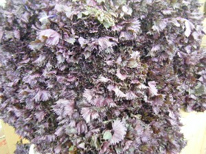 20080726-�{���̔����ł�-_5