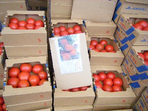 20080726-�{���̔����ł�-_15