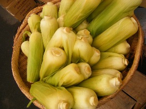 20080726-�{���̔����ł�-_16