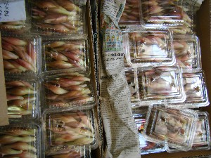 20080726-�{���̔����ł�-_21