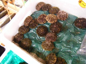20080726-�{���̔����ł�-_37