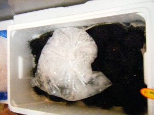 20080726-�{���̔����ł�-_39