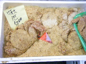 20080726-�{���̔����ł�-_46