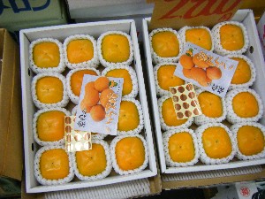 20080726-�{���̔����ł�-_12