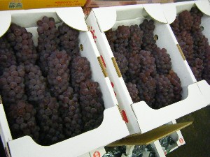 20080726-�{���̔����ł�-_13