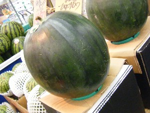 20080726-�{���̔����ł�-_24