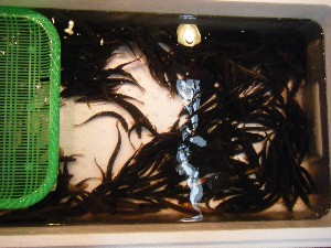20080726-�{���̔����ł�-_32