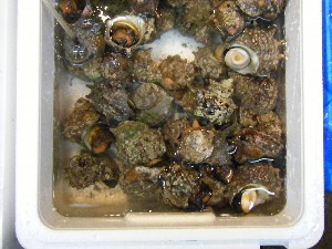20080726-�{���̔����ł�-_39
