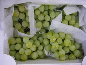 20080726-�{���̔����ł�-_43