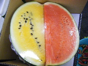 20080726-�{���̔����ł�-_45