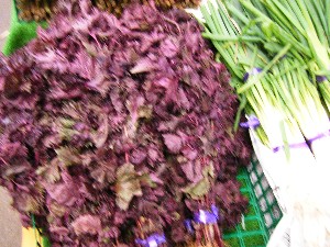 20080809-�{���̔����ł�-_46