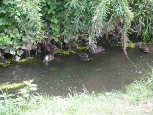 20080812-�{���̔����ł�-_2