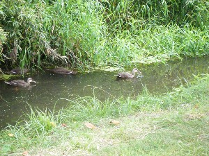 20080812-�{���̔����ł�-_3