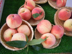 20080812-�{���̔����ł�-_17