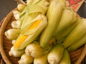 20080812-�{���̔����ł�-_20