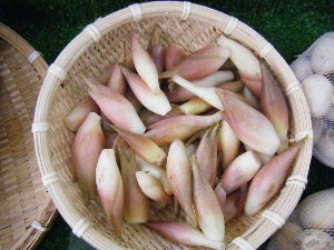 20080812-�{���̔����ł�-_2