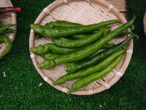 20080812-�{���̔����ł�-_6
