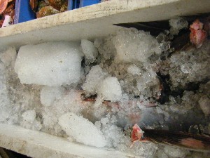20080812-�{���̔����ł�-_23