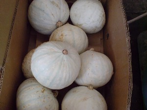 20080830-�{���̔����ł�-_9