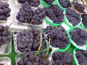 20080830-�{���̔����ł�-_11