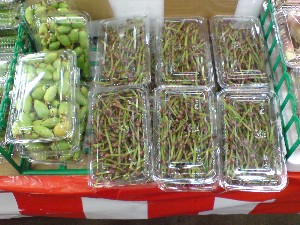 20080830-�{���̔����ł�-_18