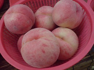 20080830-�{���̔����ł�-_28