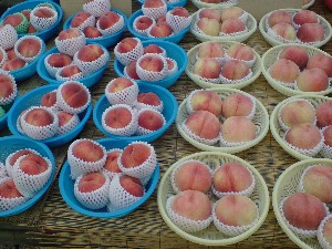 20080830-�{���̔����ł�-_29