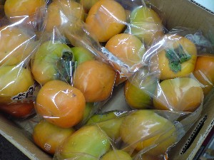 20080830-�{���̔����ł�-_30