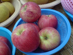 20080830-�{���̔����ł�-_33