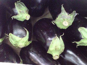 20080830-�{���̔����ł�-_36