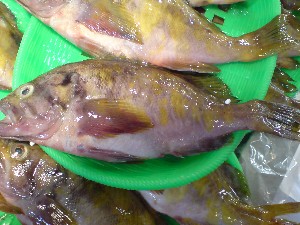 20080830-�{���̔����ł�-_58