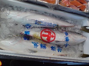 20080830-�{���̔����ł�-_64