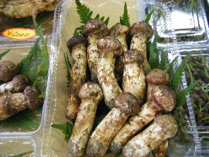 20080906-�{���̔����ł�-_2