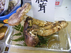 20080906-�{���̔����ł�-_3