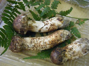 20080906-�{���̔����ł�-_4