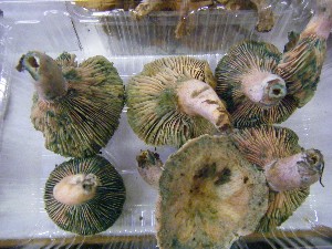 20080906-�{���̔����ł�-_6