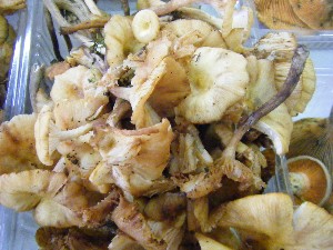 20080906-�{���̔����ł�-_7