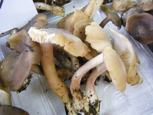 20080906-�{���̔����ł�-_8