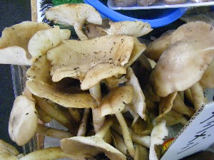 20080906-�{���̔����ł�-_9