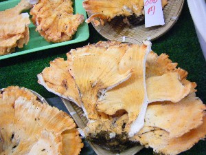 20080906-�{���̔����ł�-_15