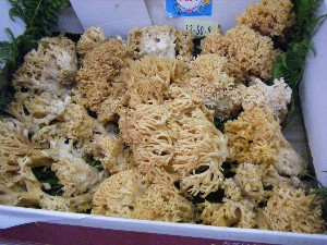 20080906-�{���̔����ł�-_17