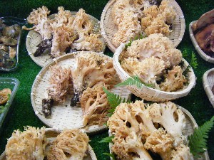 20080906-�{���̔����ł�-_18