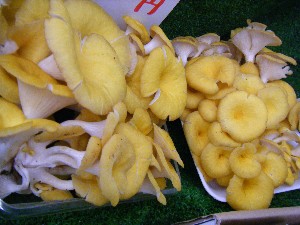 20080906-�{���̔����ł�-_20