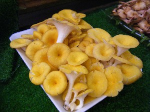 20080906-�{���̔����ł�-_21