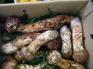 20080906-�{���̔����ł�-_22