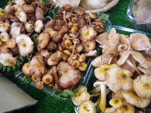 20080906-�{���̔����ł�-_23