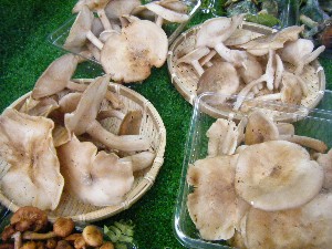 20080906-�{���̔����ł�-_24